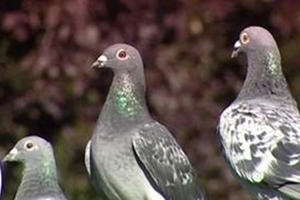 racing-pigeons